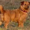 Pepita, Pflegestelle in Niedersachsen