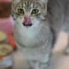 RAJA-lebensfrohe, hübsche Jung-Katze