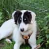 Loelia sucht ein liebevolles Zuhause!