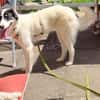 Loelia sucht ein liebevolles Zuhause!