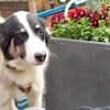 Loelia sucht ein liebevolles Zuhause!
