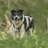 Golden Girl-entspannt und aufgeschlossen