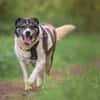 Golden Girl-entspannt und aufgeschlossen