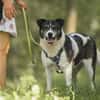 Golden Girl-entspannt und aufgeschlossen