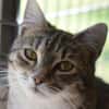 RUBY-hübsche,menschen bezogene Jungkatze