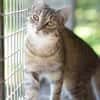 RUBY-hübsche,menschen bezogene Jungkatze