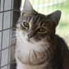 RUBY-hübsche,menschen bezogene Jungkatze