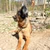Zarte RONJA möchte Tierheim verlassen