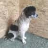 Lulu sucht ein gutes Zuhause!