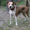Maxi toller Familienhund