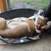 Maxi toller Familienhund