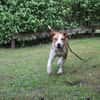 Maxi toller Familienhund
