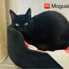 Moguai