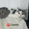 ODETTE