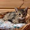 PRECIEUSE