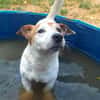 SNOOPY QCN
