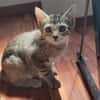 Navi