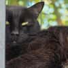 Cachou