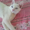 ALISTER