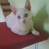 ALISTER