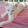 ARISTOTE