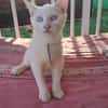 ARISTOTE