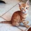 ACHILLE