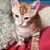 ACHILLE