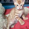 ACHILLE