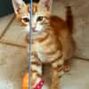 ACHILLE