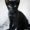 Aquiles