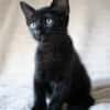 Aquiles