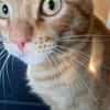 Milo