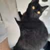 Yaro chat mâle
