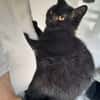 Yaro chat mâle