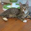 ARAMIS