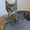 ARAMIS