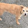 Fia - Terrier Mix Hündin