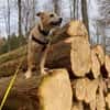 Fia - Terrier Mix Hündin
