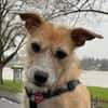 Fia - Terrier Mix Hündin
