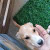Vale 💛💛💛 kleines Hundegirl