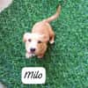 Milo💚💚💚 Süßes Hundekind