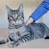Runner - verspielter Kater sucht Familie