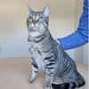 Runner - verspielter Kater sucht Familie