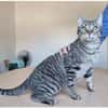 Runner - verspielter Kater sucht Familie