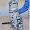 Runner - verspielter Kater sucht Familie