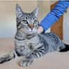 Runner - verspielter Kater sucht Familie