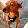 Lilo - liebes, sanftes Pinscher-Mädel