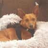 Lilo - liebes, sanftes Pinscher-Mädel