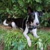 Mambo2 sucht ein Zuhause